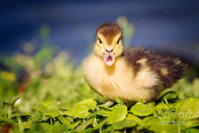 2-baby-duck-stephanie-hayes.jpeg