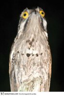 potoo-bird-22__605.jpg